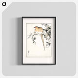 アートポスター-Hondo Copper Pheasant
 - 鳥類図鑑 Poster.