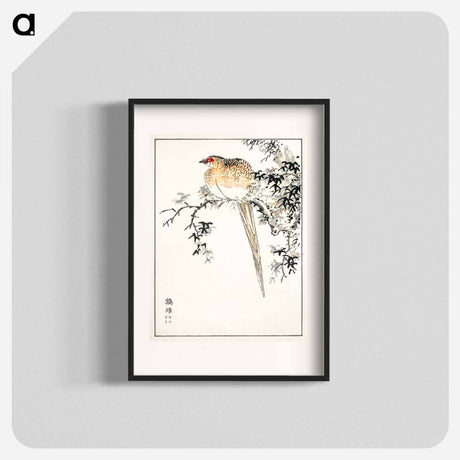 アートポスター-Hondo Copper Pheasant
 - 鳥類図鑑 Poster.
