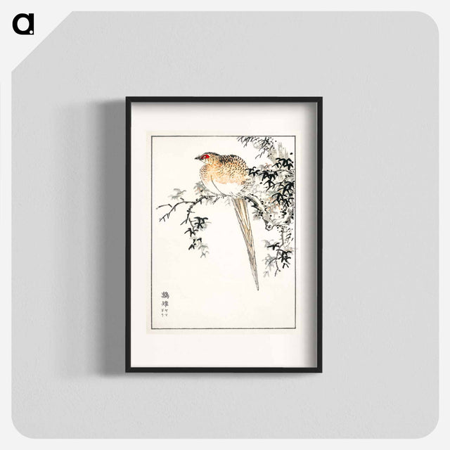 アートポスター-Hondo Copper Pheasant
 - 鳥類図鑑 Poster.