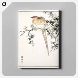 アートパネル-Hondo Copper Pheasant
 - 鳥類図鑑 Canvas.