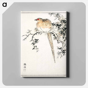 アートパネル-Hondo Copper Pheasant
 - 鳥類図鑑 Canvas.