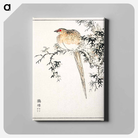 アートパネル-Hondo Copper Pheasant
 - 鳥類図鑑 Canvas.