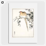 アートポスター-Hondo Copper Pheasant
 - 鳥類図鑑 Poster.