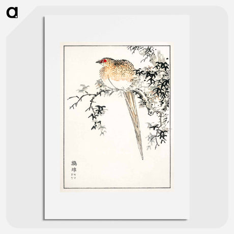 アートポスター-Hondo Copper Pheasant
 - 鳥類図鑑 Poster.