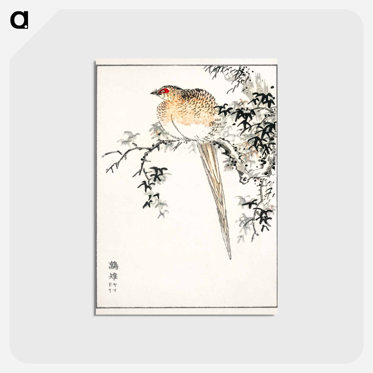 アートポストカード-Hondo Copper Pheasant
 - 鳥類図鑑 Postcard.