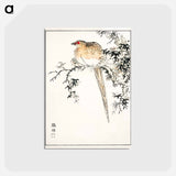 アートポストカード-Hondo Copper Pheasant
 - 鳥類図鑑 Postcard.
