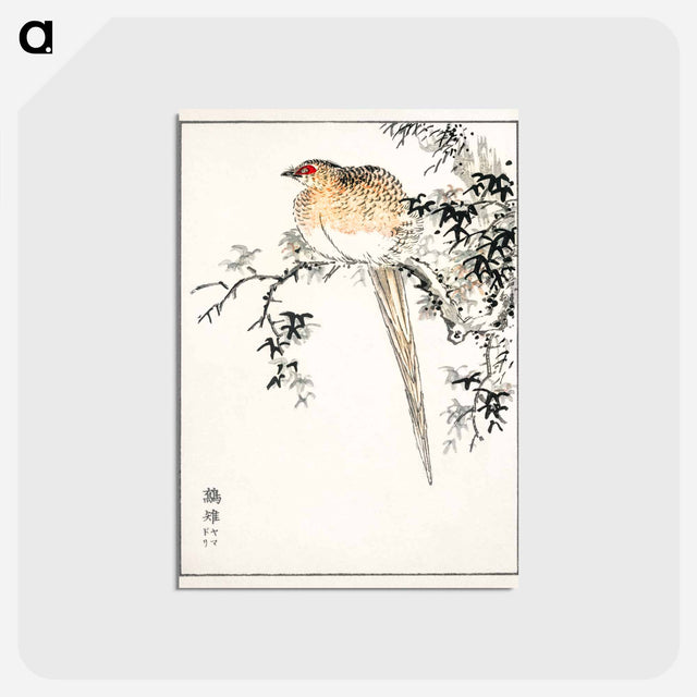 アートポストカード-Hondo Copper Pheasant
 - 鳥類図鑑 Postcard.