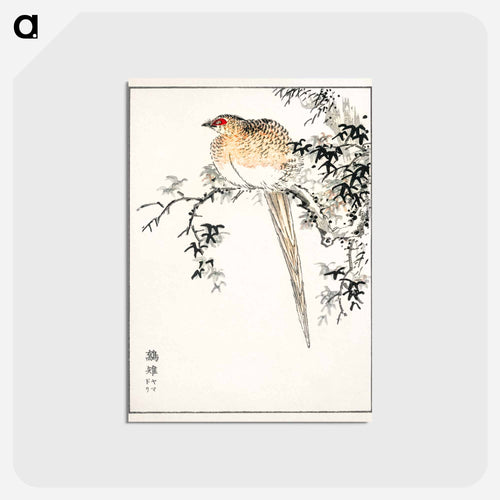 Hondo Copper Pheasant
 - 鳥類図鑑 Postcard.