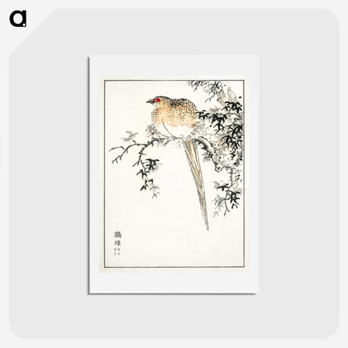 本州銅雉 - 鳥類図鑑 Postcard.