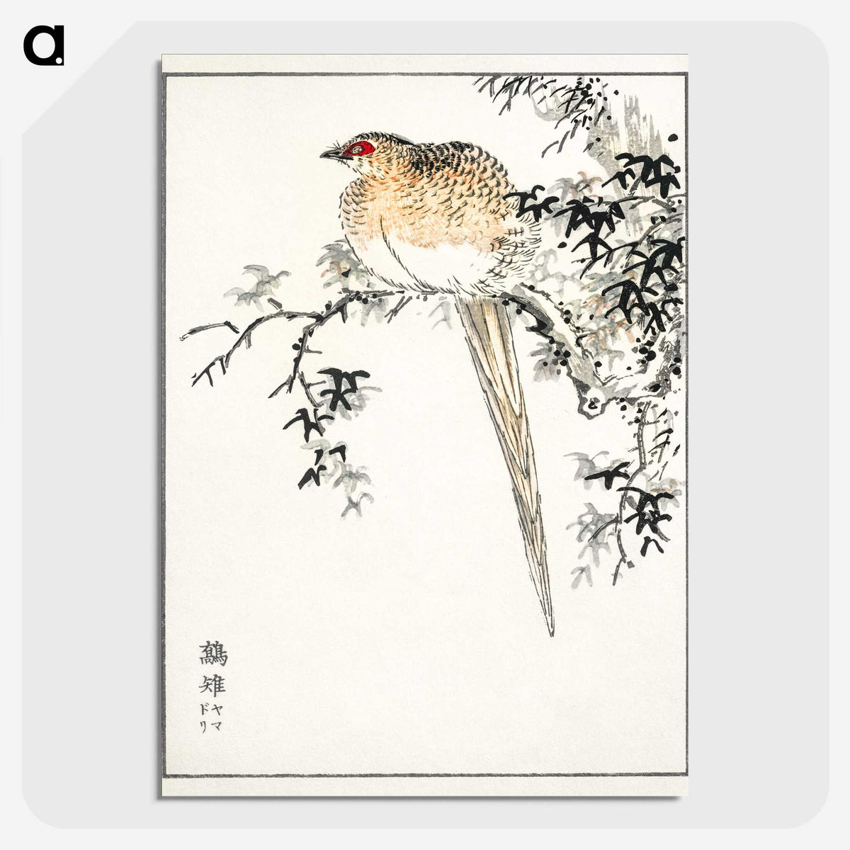 1-84_Pictorial-Monograph-of-Birds_picture-crop