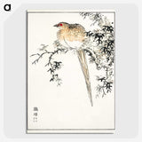 1-84_Pictorial-Monograph-of-Birds_picture-crop