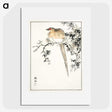 1-84_Pictorial-Monograph-of-Birds_picture