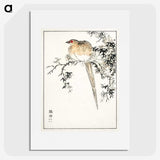 1-84_Pictorial-Monograph-of-Birds_picture