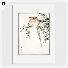 1-84_Pictorial-Monograph-of-Birds_picture