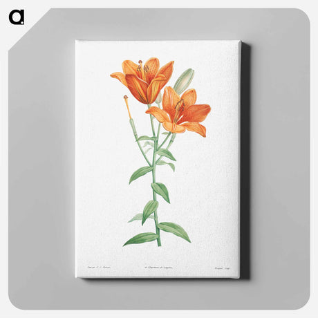 アートパネル-Orange bulbous lily - ピエール ジョゼフ ルドゥーテ Canvas.