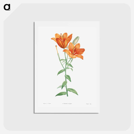 アートポストカード-Orange bulbous lily - ピエール ジョゼフ ルドゥーテ Postcard.