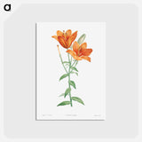 アートポストカード-Orange bulbous lily - ピエール ジョゼフ ルドゥーテ Postcard.