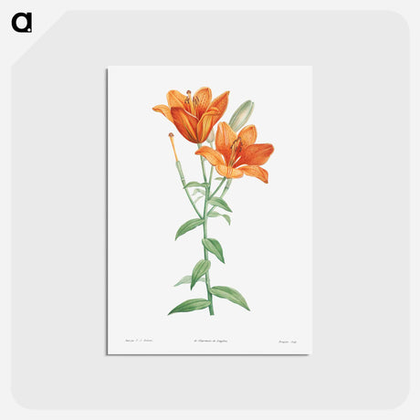 アートポストカード-Orange bulbous lily - ピエール ジョゼフ ルドゥーテ Postcard.