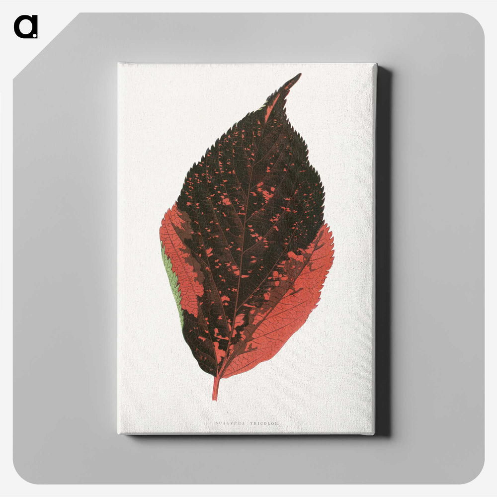 1-84_Plants-with-Colored-Foliage_canvas
