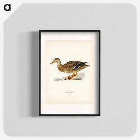アートポスター-Mallard Female
 - スヴェンスカ フォグラル Poster.