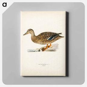 アートパネル-Mallard Female
 - スヴェンスカ フォグラル Canvas.