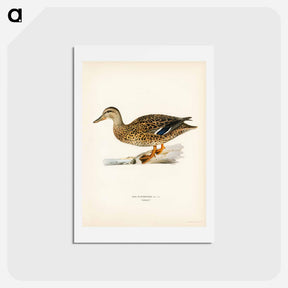 アートポストカード-Mallard Female
 - スヴェンスカ フォグラル Postcard.