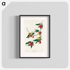 アートポスター-Rathbone Warbler from Birds of America
 - アメリカの鳥たち Poster.