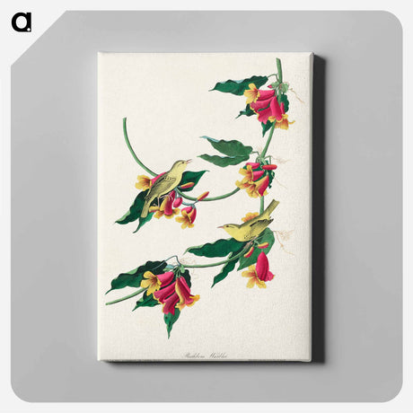 アートパネル-Rathbone Warbler from Birds of America
 - アメリカの鳥たち Canvas.