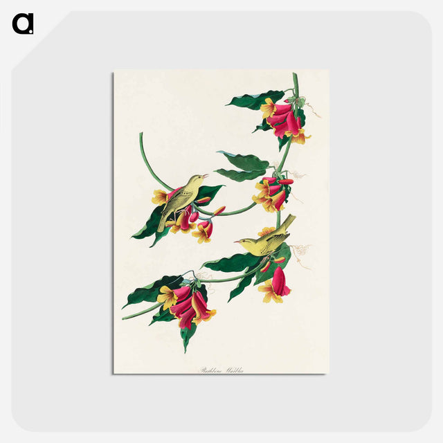 アートポストカード-Rathbone Warbler from Birds of America
 - アメリカの鳥たち Postcard.