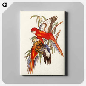 アートパネル-Fiery Parakeet
 - オーストラリアの鳥 Canvas.