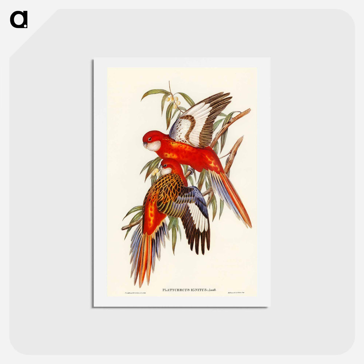 アートポストカード-Fiery Parakeet
 - オーストラリアの鳥 Postcard.