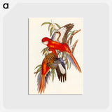 アートポストカード-Fiery Parakeet
 - オーストラリアの鳥 Postcard.