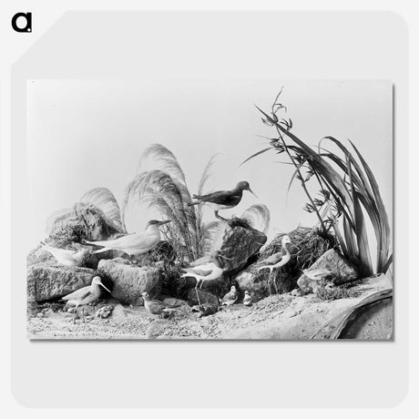 1-84_The-Burton-Brothers_picture-crop