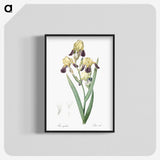 1-84_The-Lilies_blk-crop