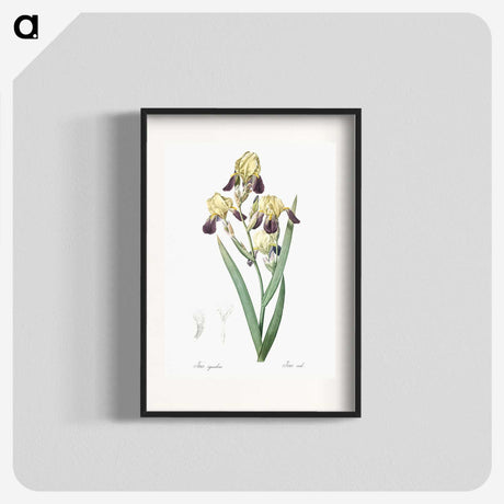 1-84_The-Lilies_blk