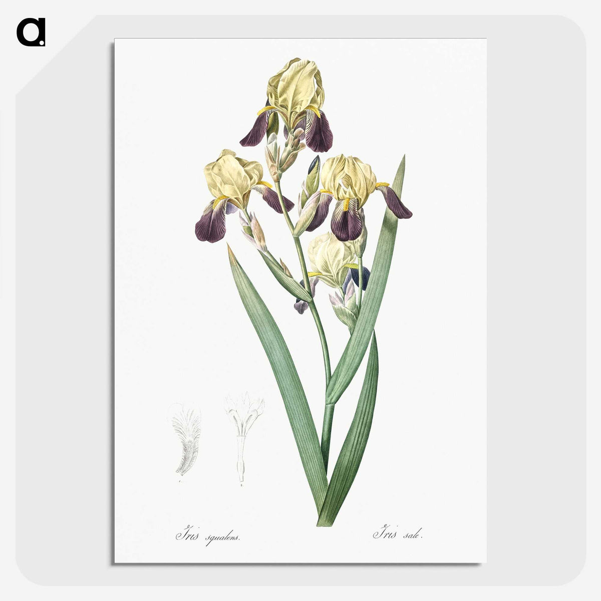 1-84_The-Lilies_picture-crop
