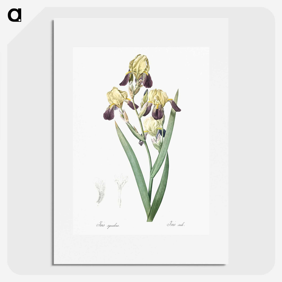 1-84_The-Lilies_picture