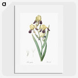 1-84_The-Lilies_picture