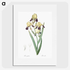 1-84_The-Lilies_picture