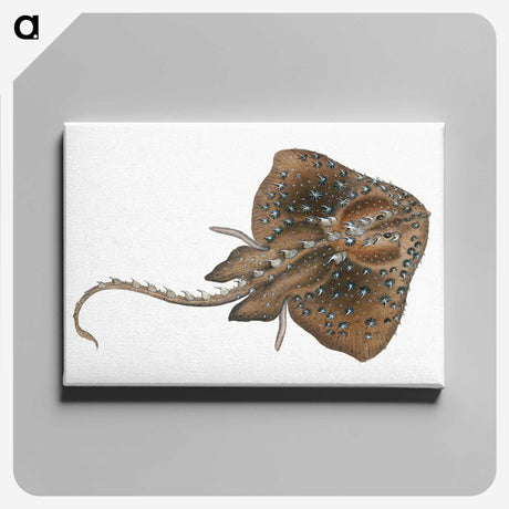 1-84_The-Natural-History-of-British-Fishes_canvas