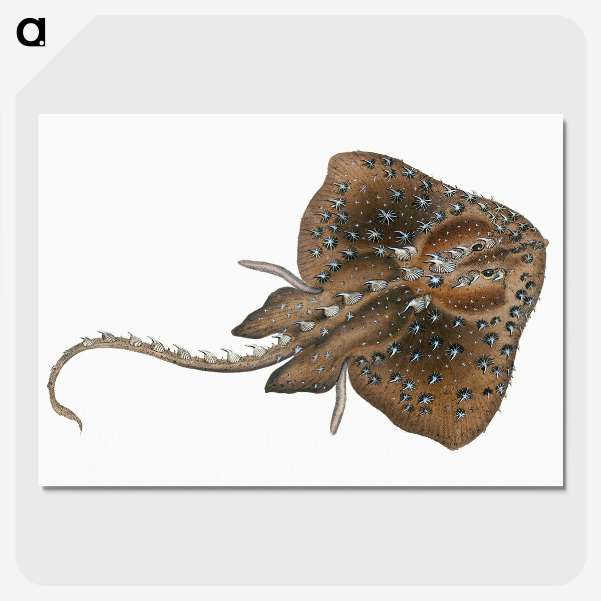 1-84_The-Natural-History-of-British-Fishes_picture-crop