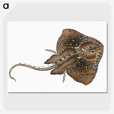 1-84_The-Natural-History-of-British-Fishes_picture-crop