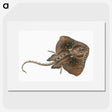 1-84_The-Natural-History-of-British-Fishes_picture