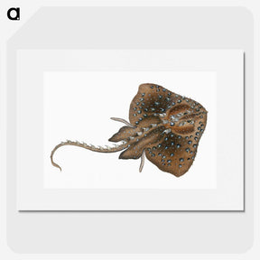 1-84_The-Natural-History-of-British-Fishes_picture