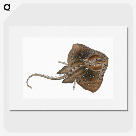 1-84_The-Natural-History-of-British-Fishes_picture