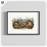 1-84_The-Viviparous-Quadrupeds_blk