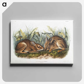 1-84_The-Viviparous-Quadrupeds_canvas