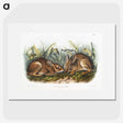 1-84_The-Viviparous-Quadrupeds_picture
