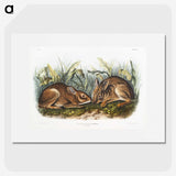 1-84_The-Viviparous-Quadrupeds_picture