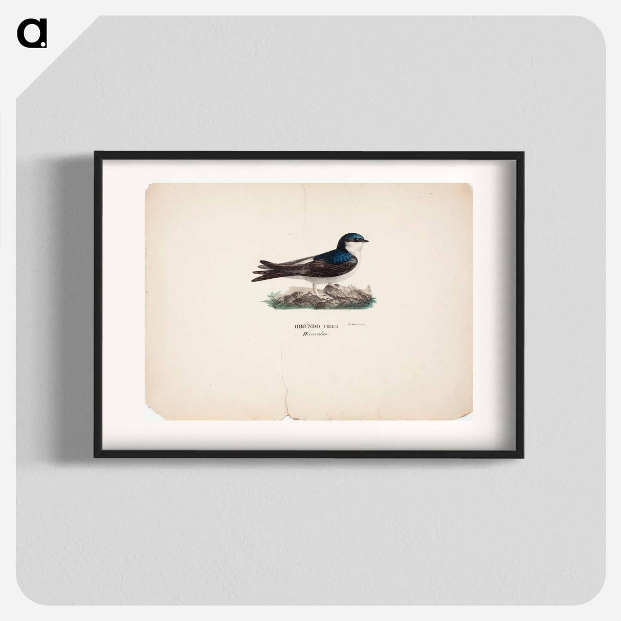 Common house martin - Wilhelm von Wright Poster.